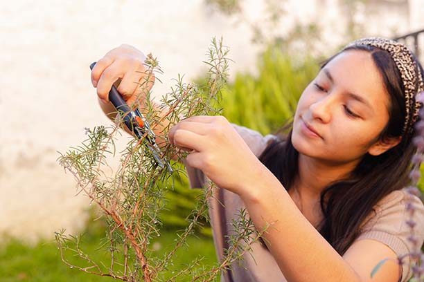 Woman trimming a small tree