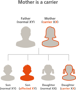 Changing Hemophilia illustration depicting the possibilities of children inheriting the hemophilia gene when the mother is a carrier, with a 50 percent chance a son will have hemophilia and a 50 percent chance a daughter will be a carrier 